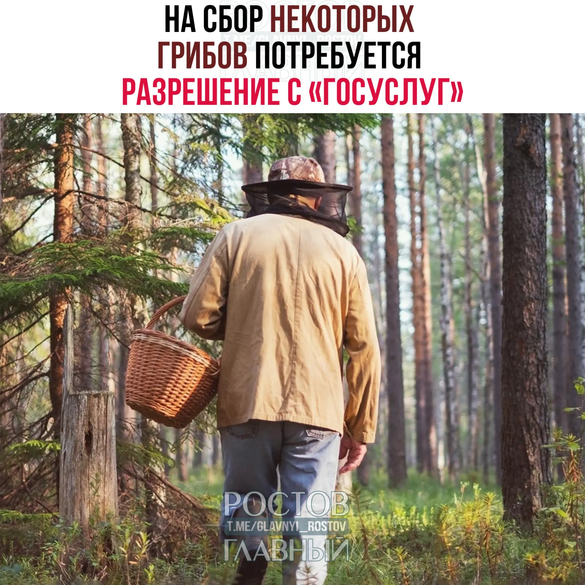 Разрешение через портал потребуется для ряда видов, в том числе для золотистой сыроежки и чёрного трюфеля; заявление будут рассматривать до 15 дней, за сбор краснокнижных грибов без разрешения может наступить уголовная ответственность.