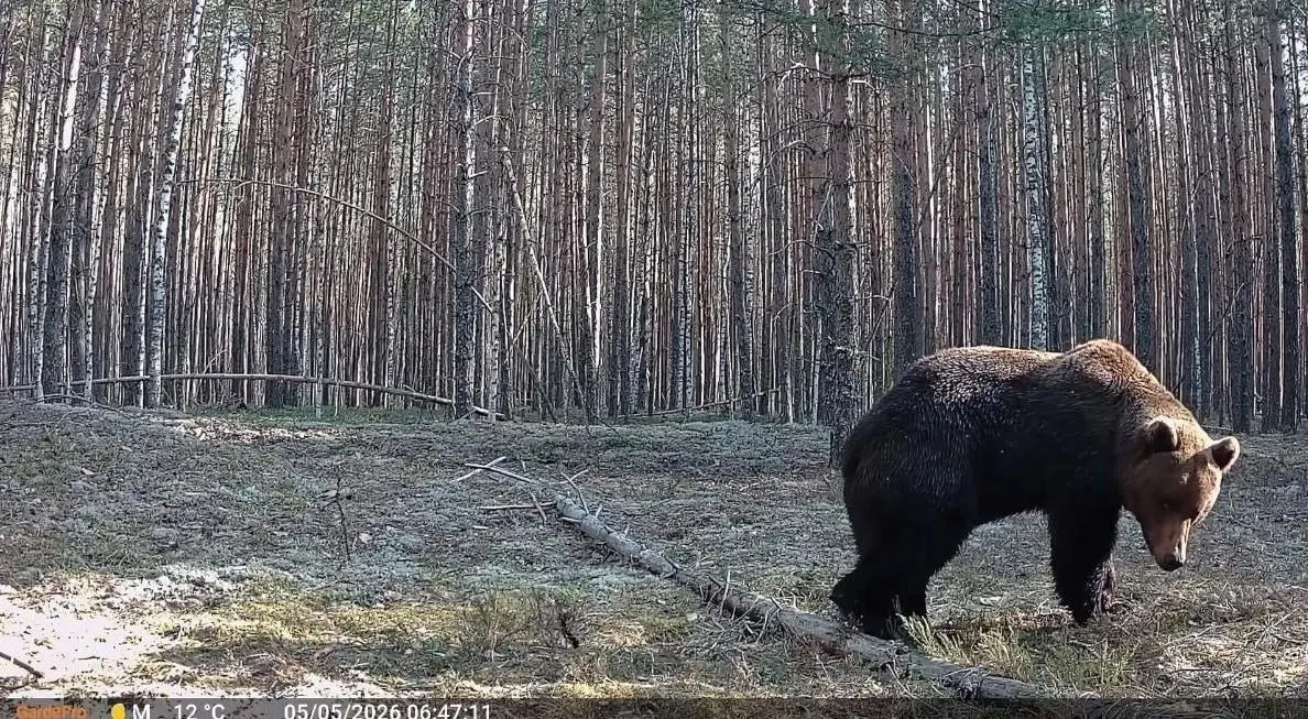 Фотоловушка засняла медведей и&nbsp;рысь в&nbsp;нижегородском лесу