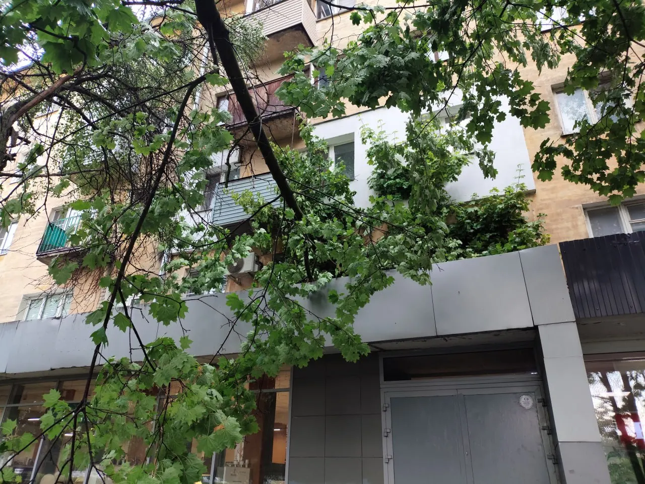 В&nbsp;Нижнем Новгороде после&nbsp;урагана упали деревья: жители жалуются на&nbsp;отсутствие уборки