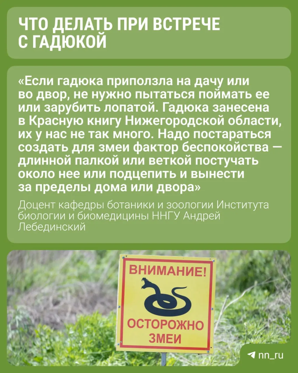 Биолог объясняет, что гадюка редко нападает и дает простые рекомендации — как избежать укуса в лесу и что надевать при сборе грибов и ягод.