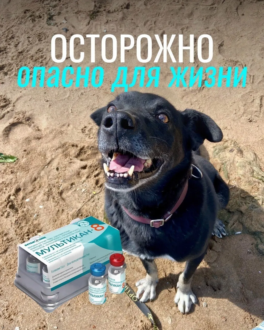 После прививок у животных наблюдались судороги, рвота, диарея и другие осложнения; часть собак погибла, вакцина частично изъята для проверки, подтверждения причинности пока нет.